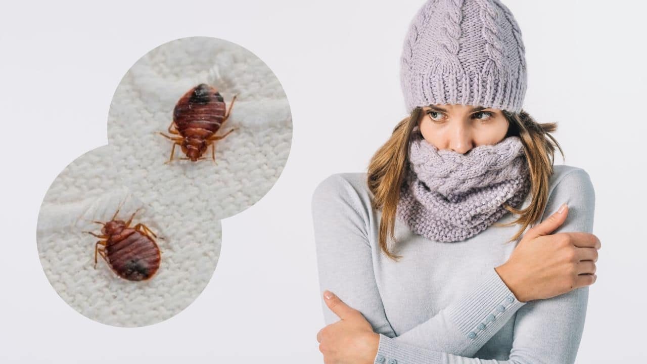 chinches en invierno