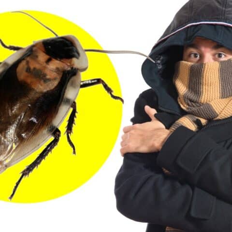 cucarachas en invierno
