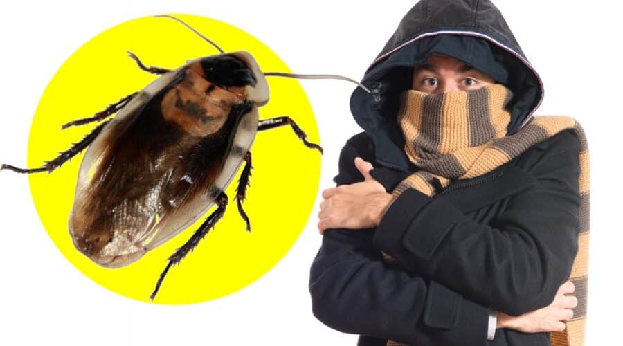 cucarachas en invierno