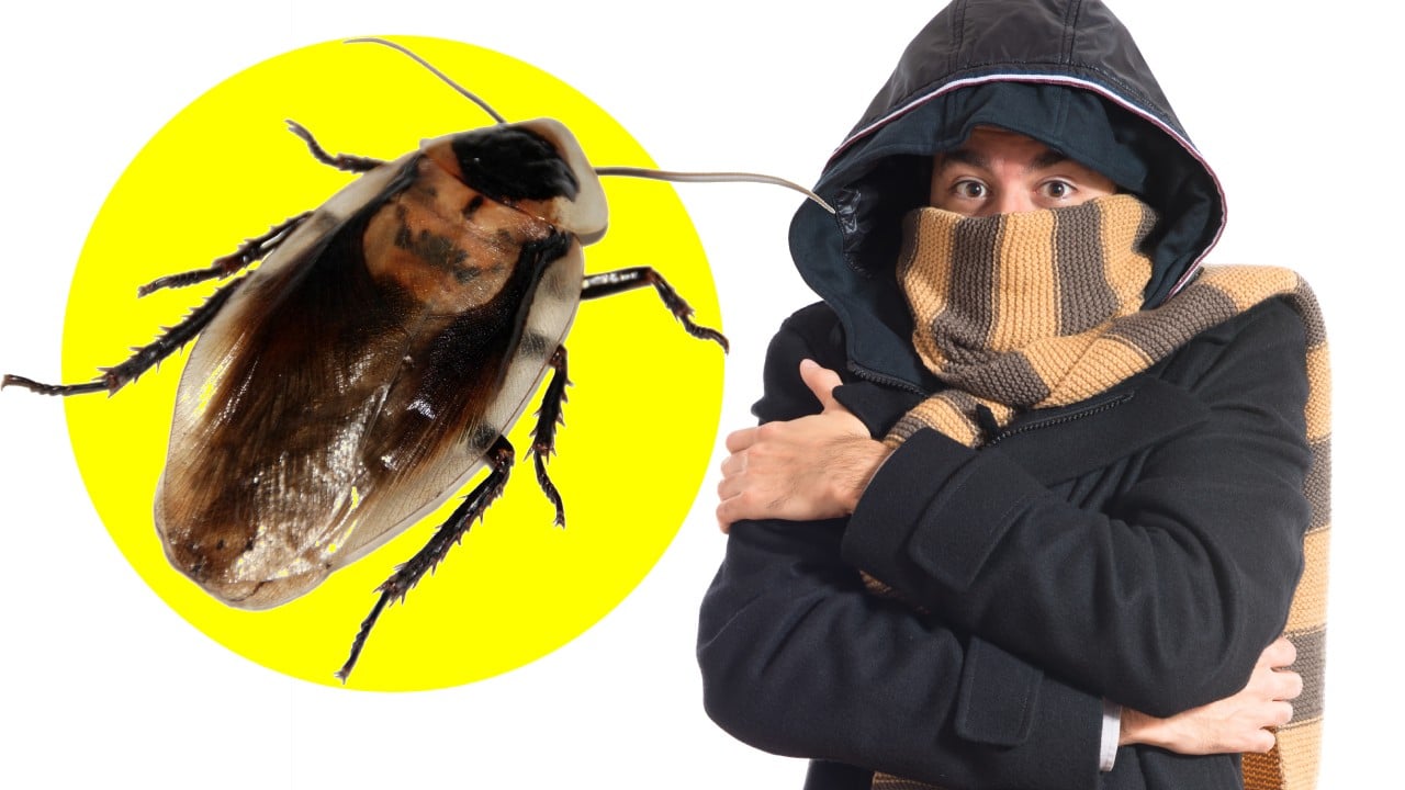 cucarachas en invierno