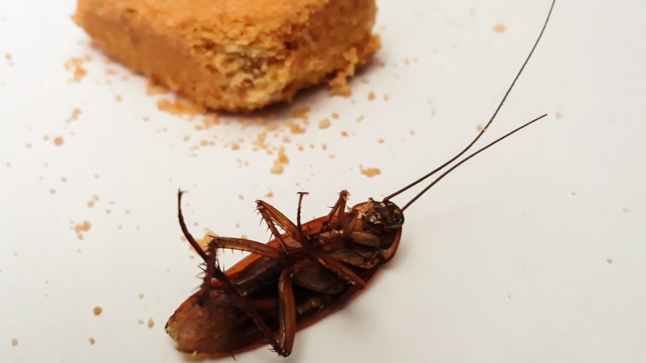 cucarachas en invierno