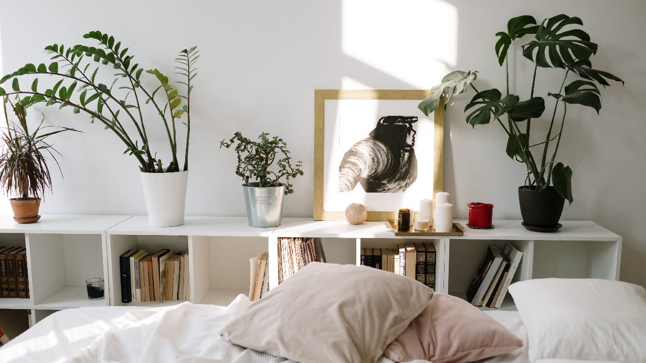 puntos blancos en plantas