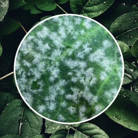 manchas blancas en hojas plantas