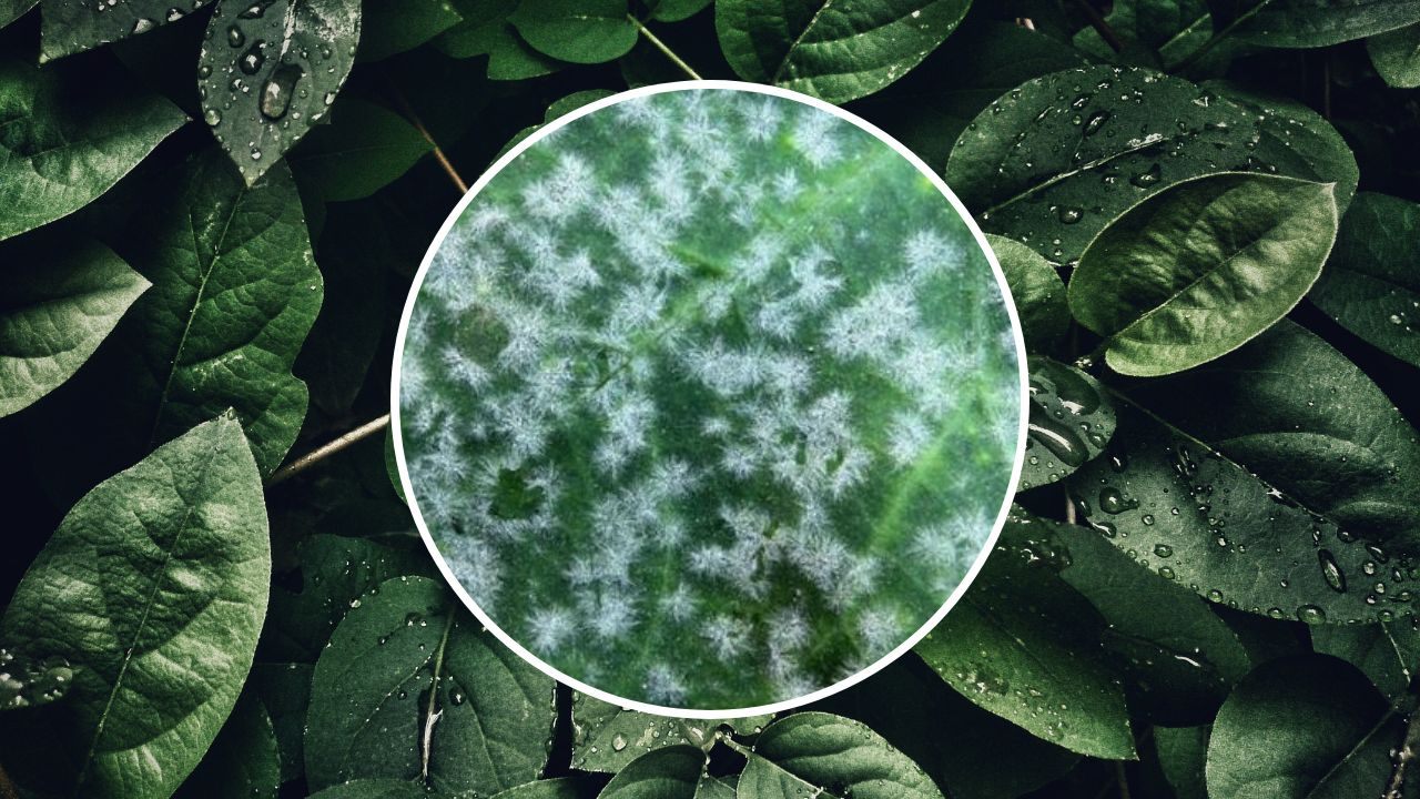 manchas blancas en hojas plantas