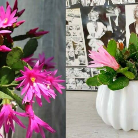 tu cactus de Navidad florezca en época de frío