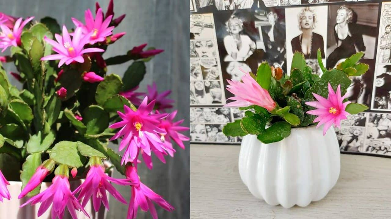 tu cactus de Navidad florezca en época de frío