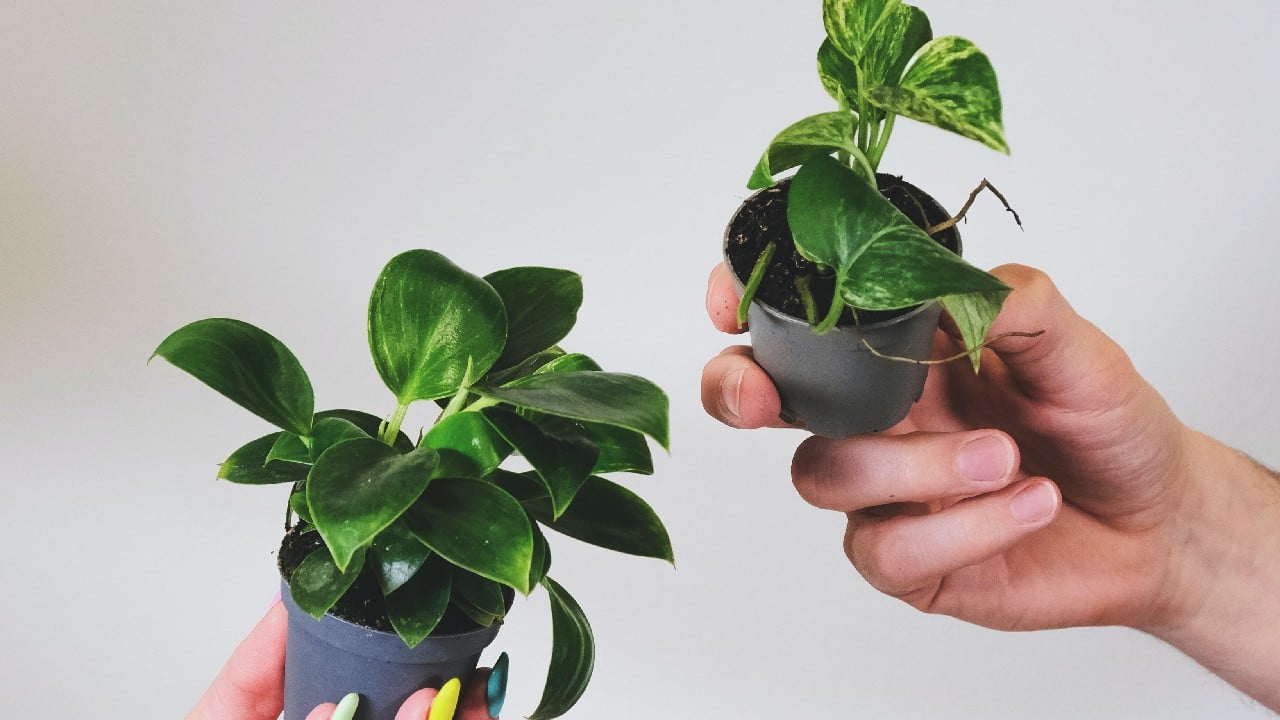 planta valiosa potus