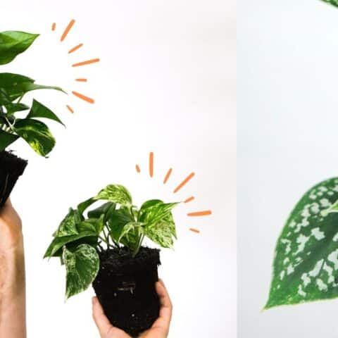 planta valiosa para tu casa