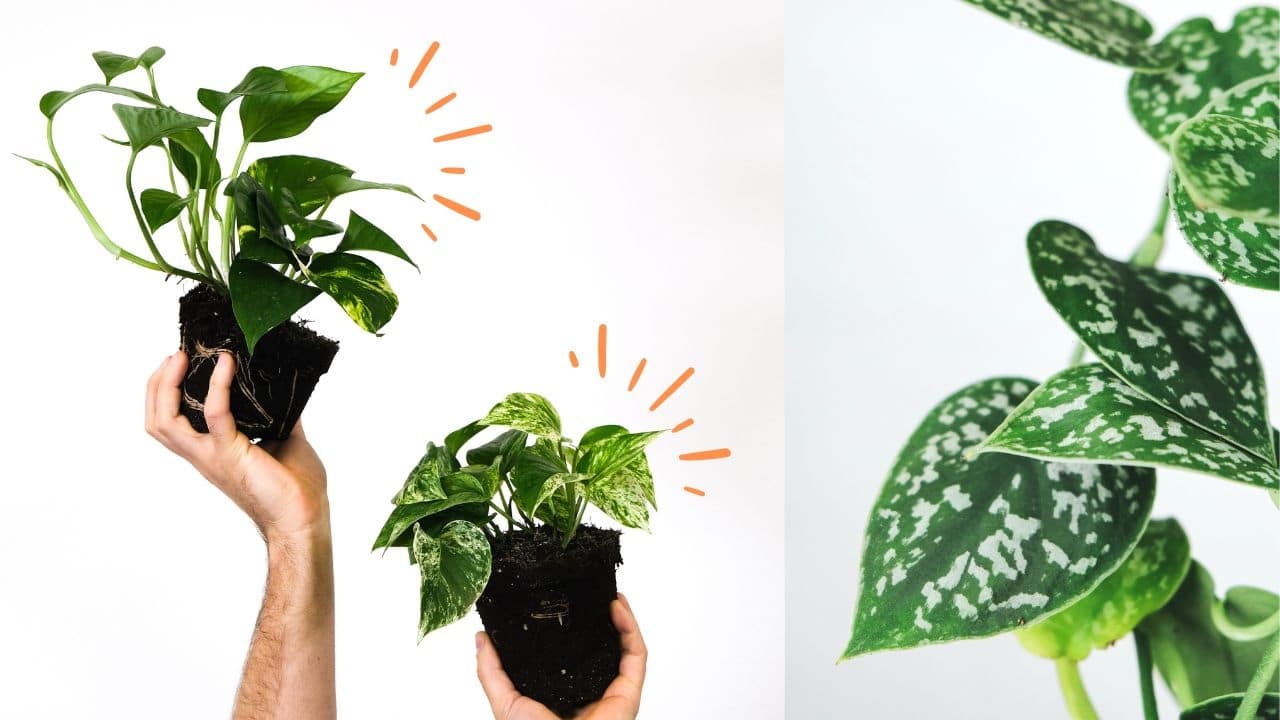 planta valiosa para tu casa