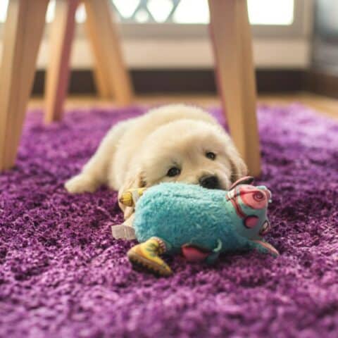 limpiar una alfombra en minutos