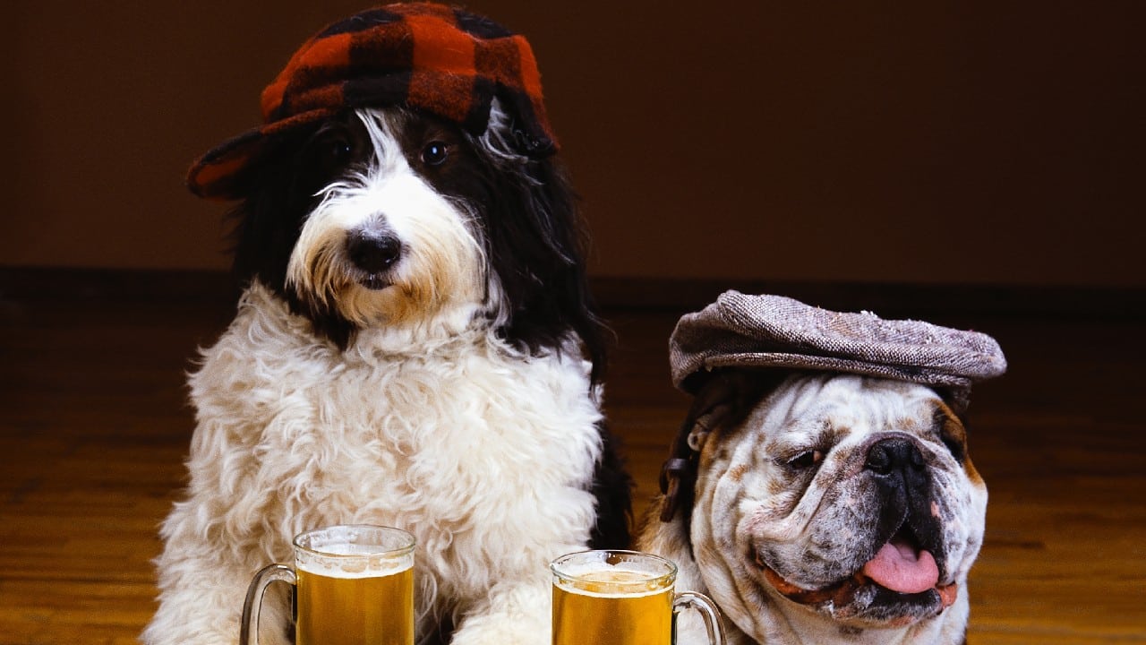 cerveza para perros sabor pavo