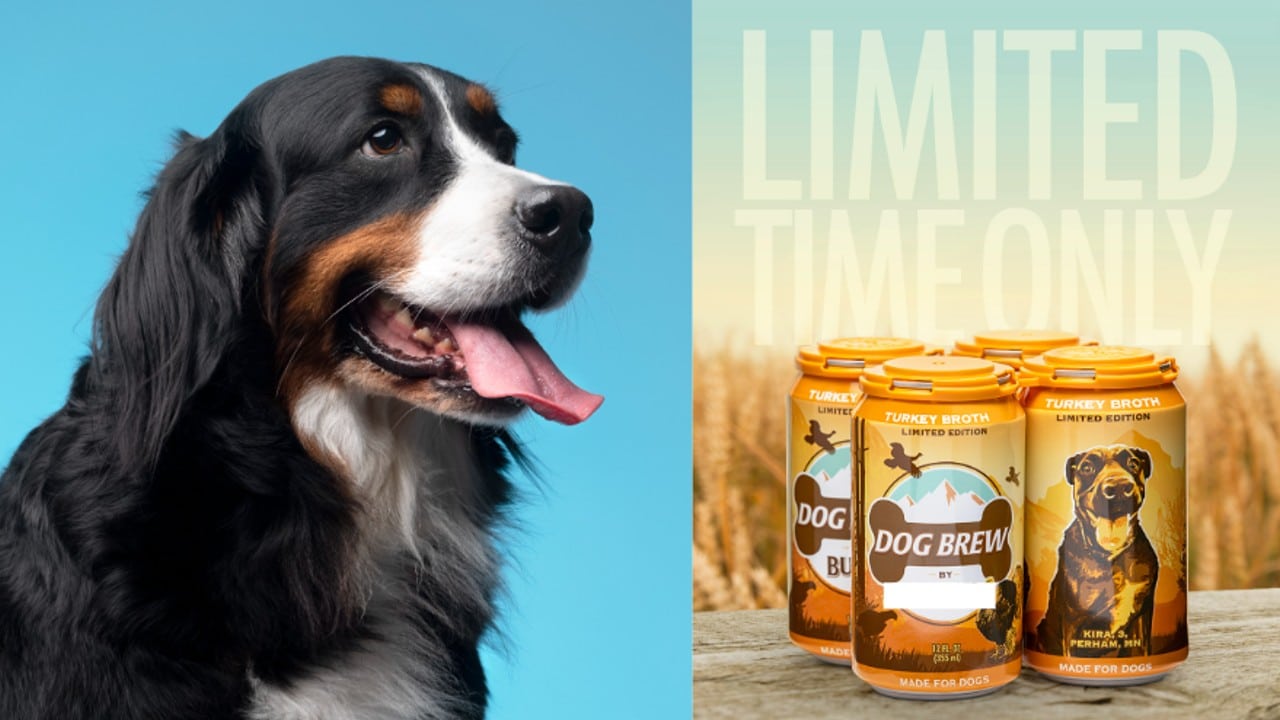 perros pueden tomar cerveza