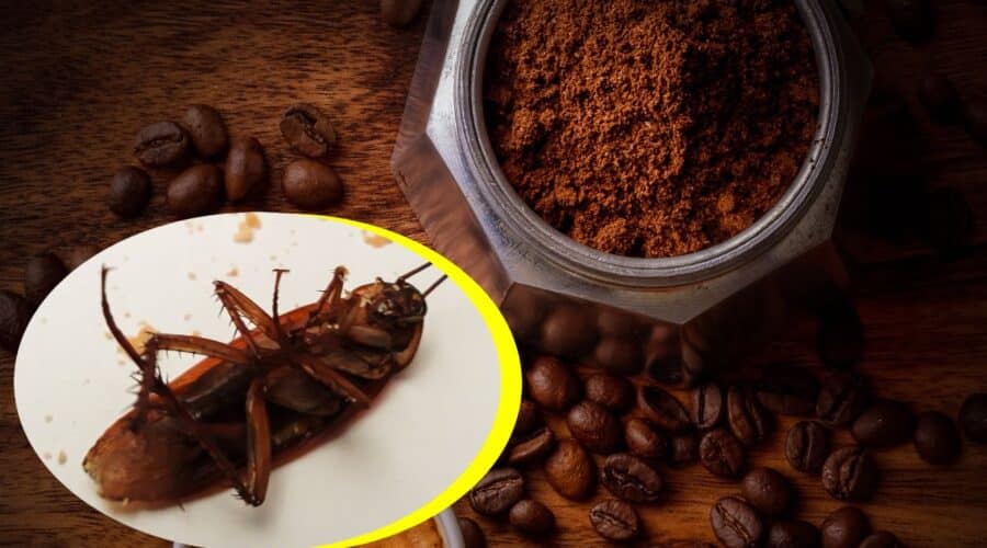 café para ahuyentar moscas y cucarachas