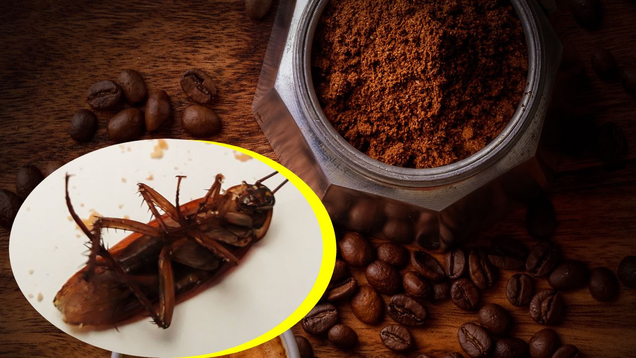 café para ahuyentar moscas y cucarachas