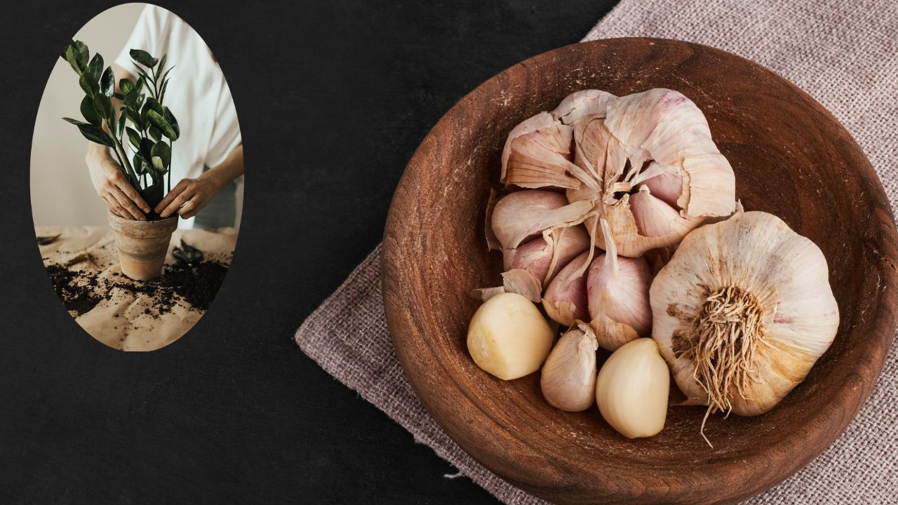 cáscaras de ajo para revivir tus plantas en el invierno