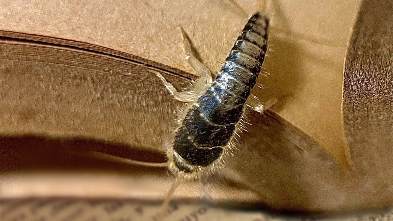 Eliminas pececillos de plata con cáscara de huevo