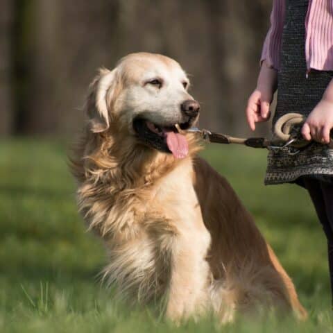 Las mejores razas de perros para niños
