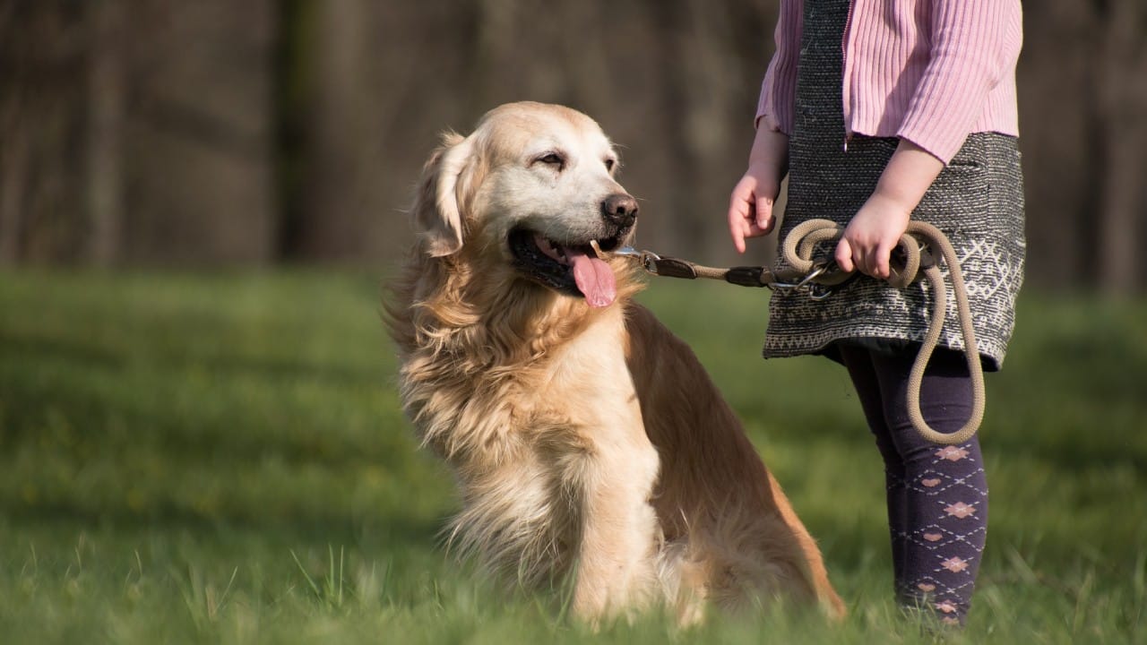 Las mejores razas de perros para niños