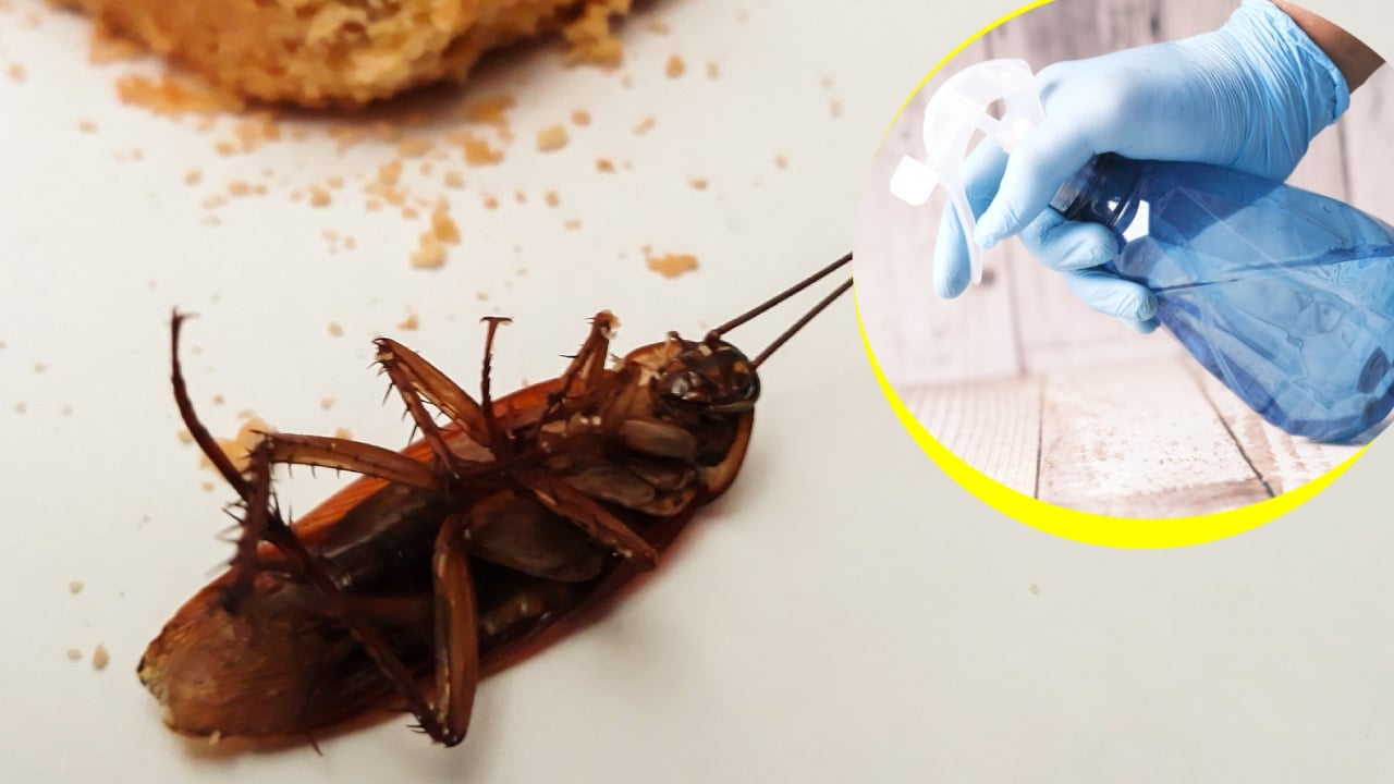 remedios naturales para ahuyentar cucarachas