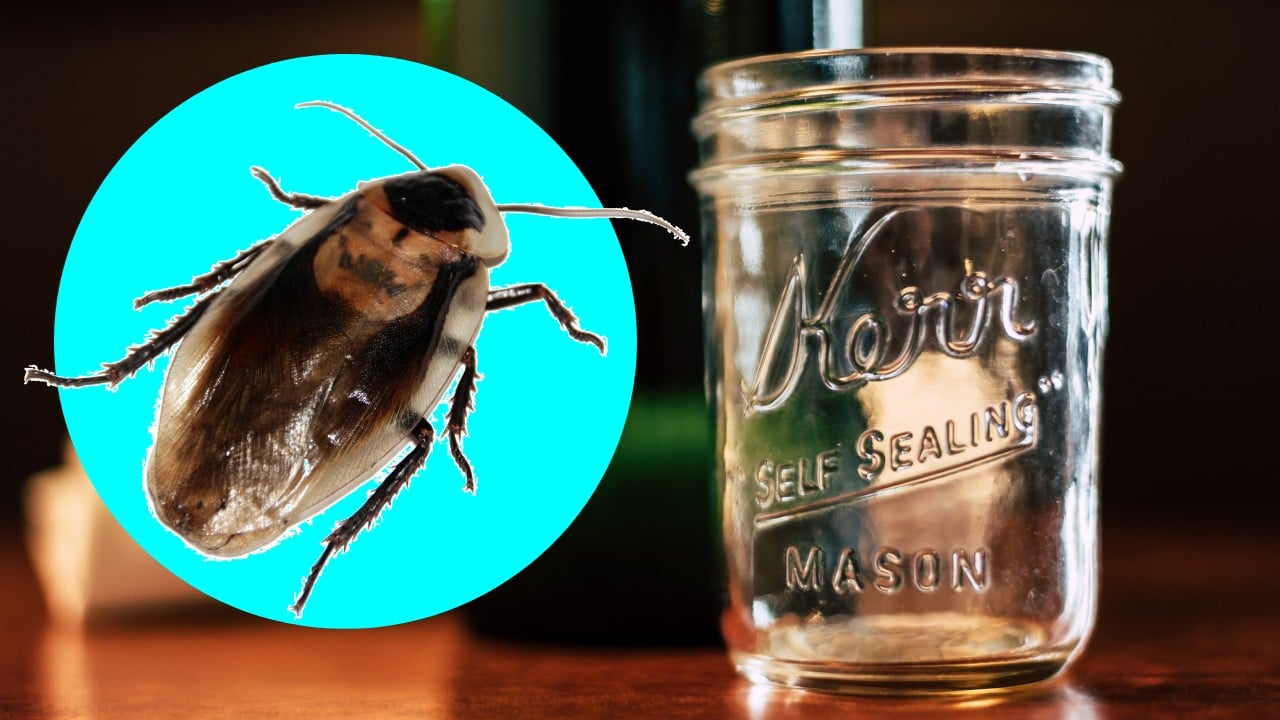 Trampa con un frasco para eliminar cucarachas