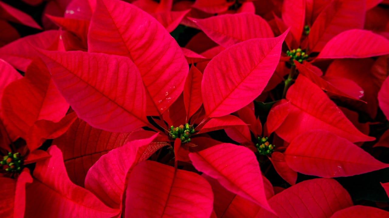 como recuperar flor nochebuena