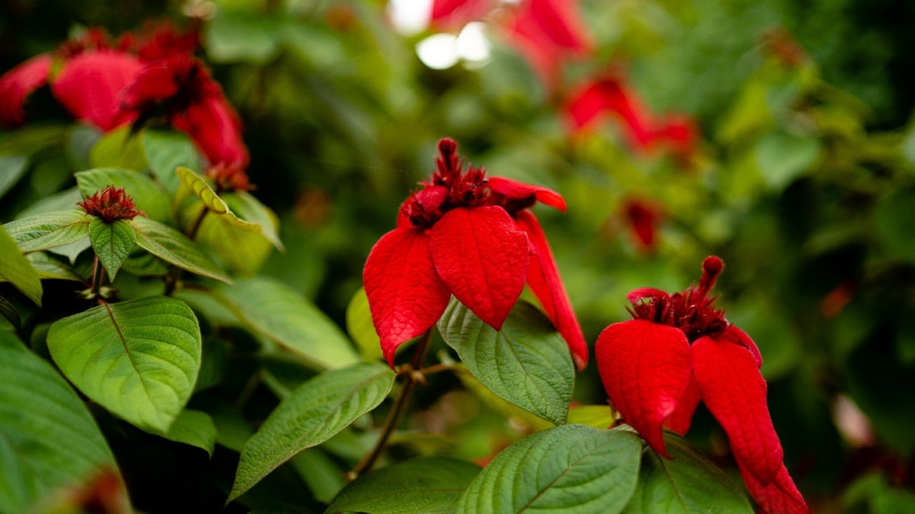 como fortalecer nochebuena