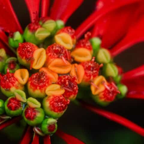 tips nochebuena se ponga frondosa