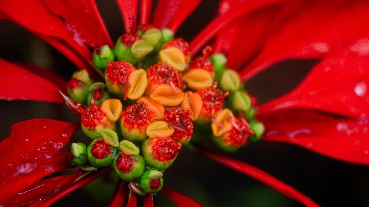tips nochebuena se ponga frondosa
