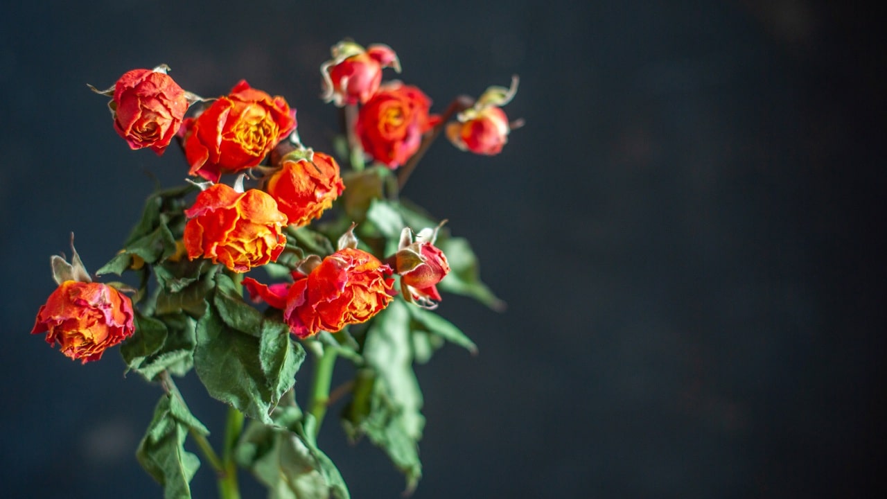 Abono de mandarina para plantas