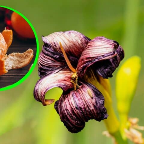 Abono de mandarina para plantas