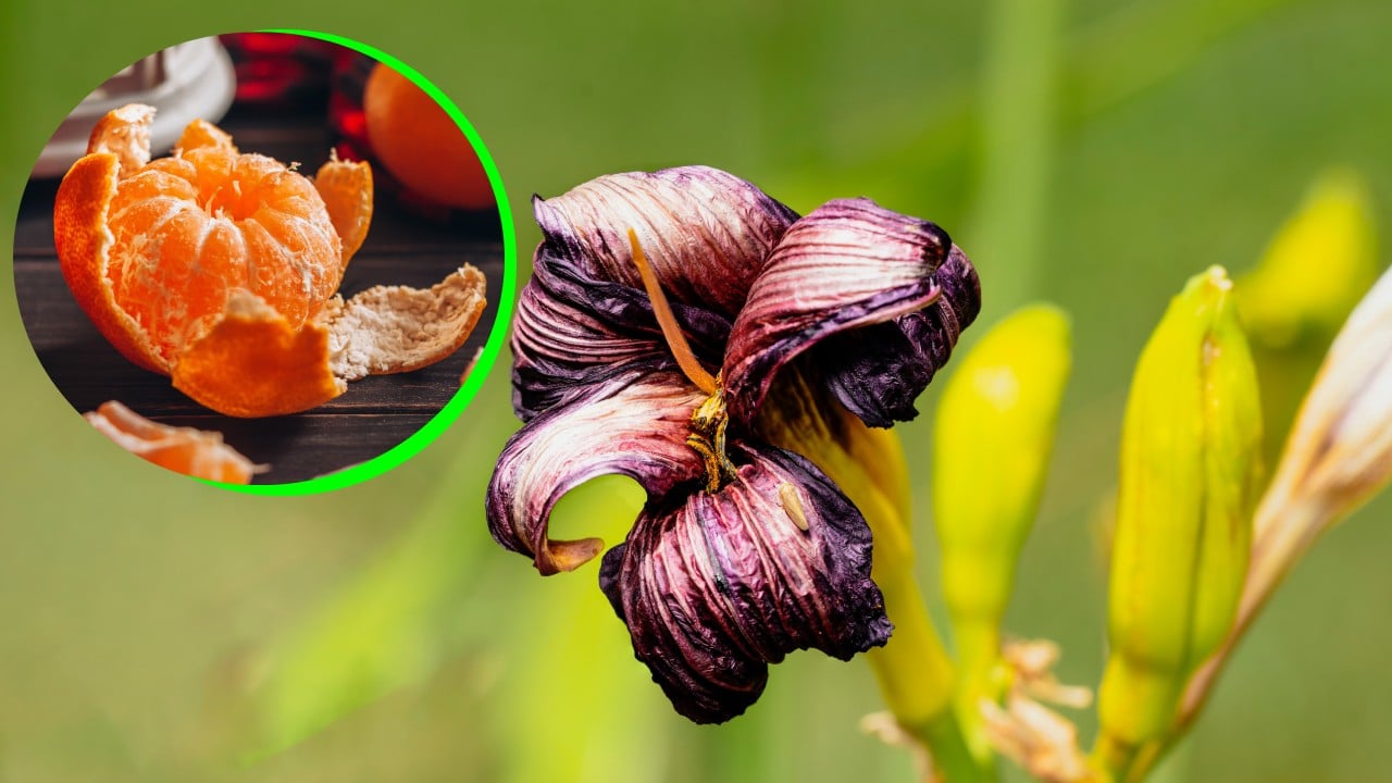 Abono de mandarina para plantas