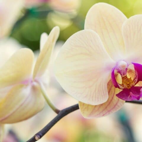 Abono para orquídeas