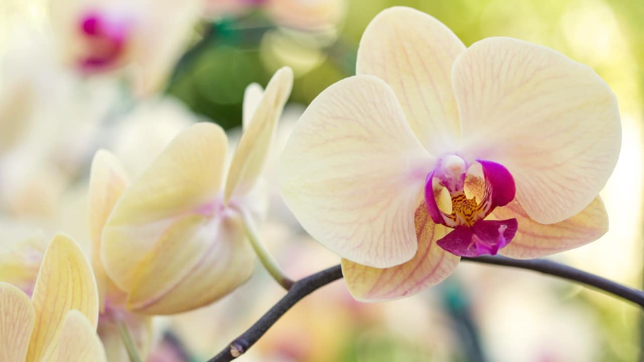 Abono para orquídeas