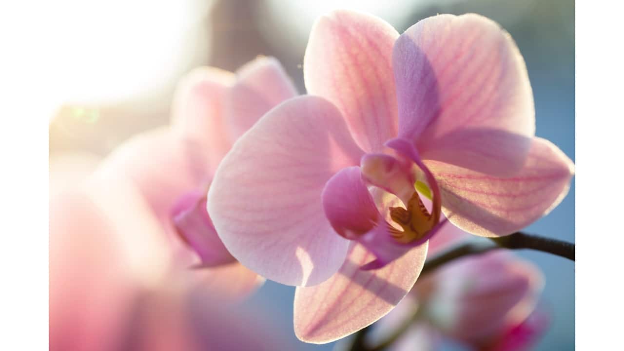 Abono para orquídeas