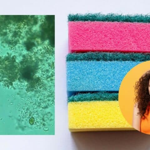 esponjas para trastes microscopio