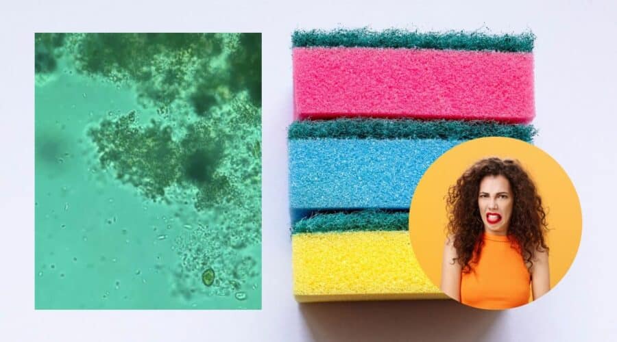 esponjas para trastes microscopio
