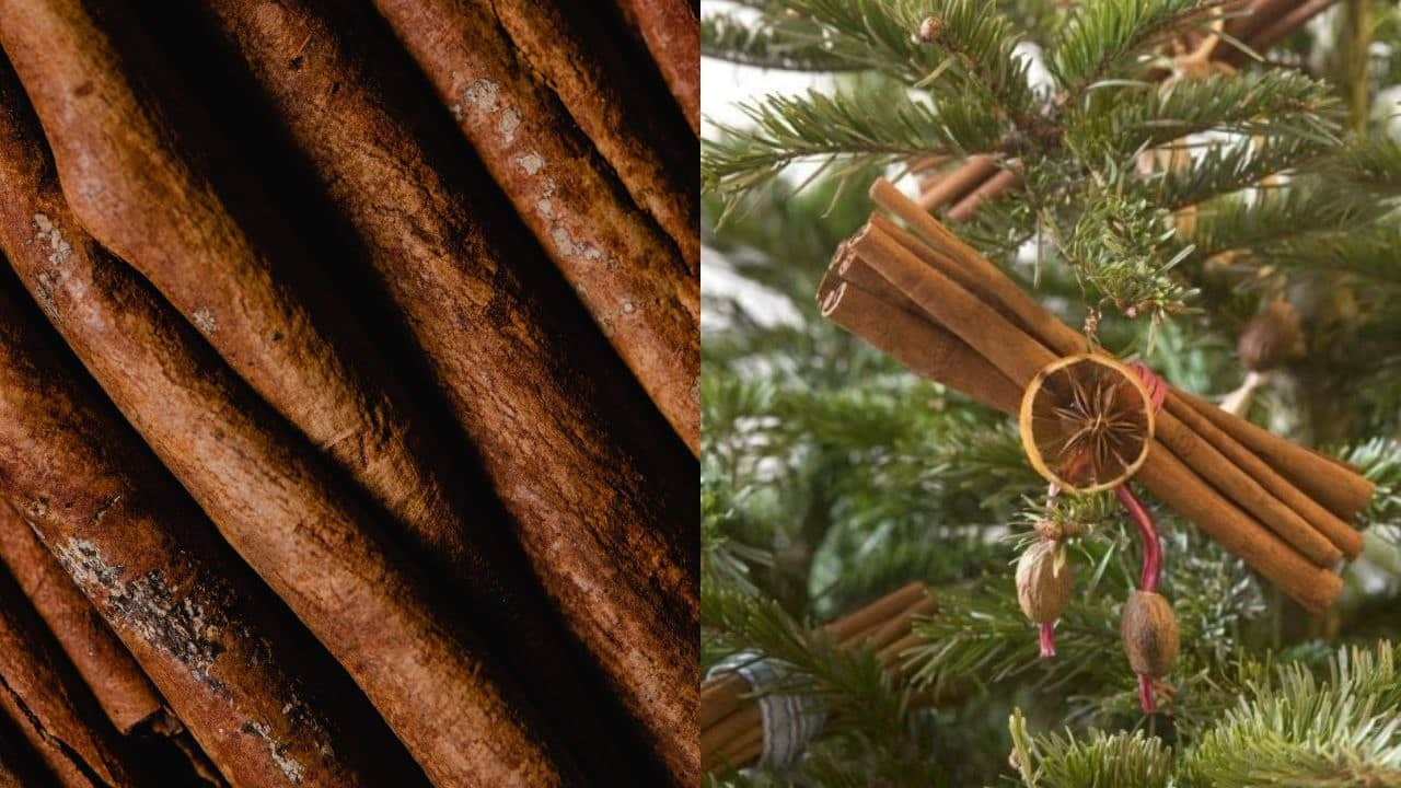 poner canela en arbol de navidad