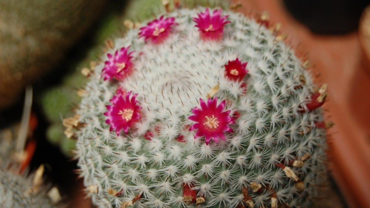 Mammillaria san-angelensis