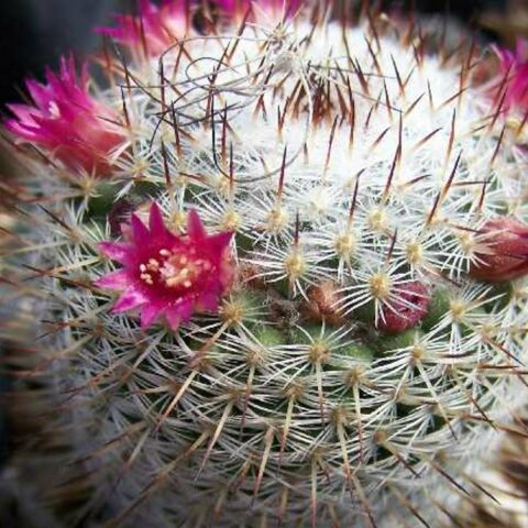 Biznaga de San Ángel