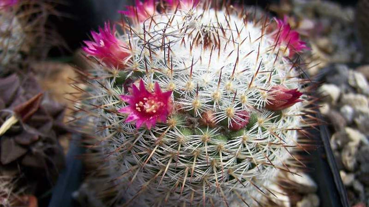 Biznaga de San Ángel