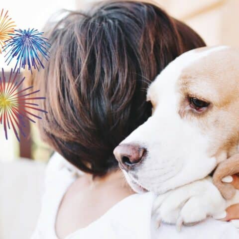 Cómo calmar a los perros por los cohetes