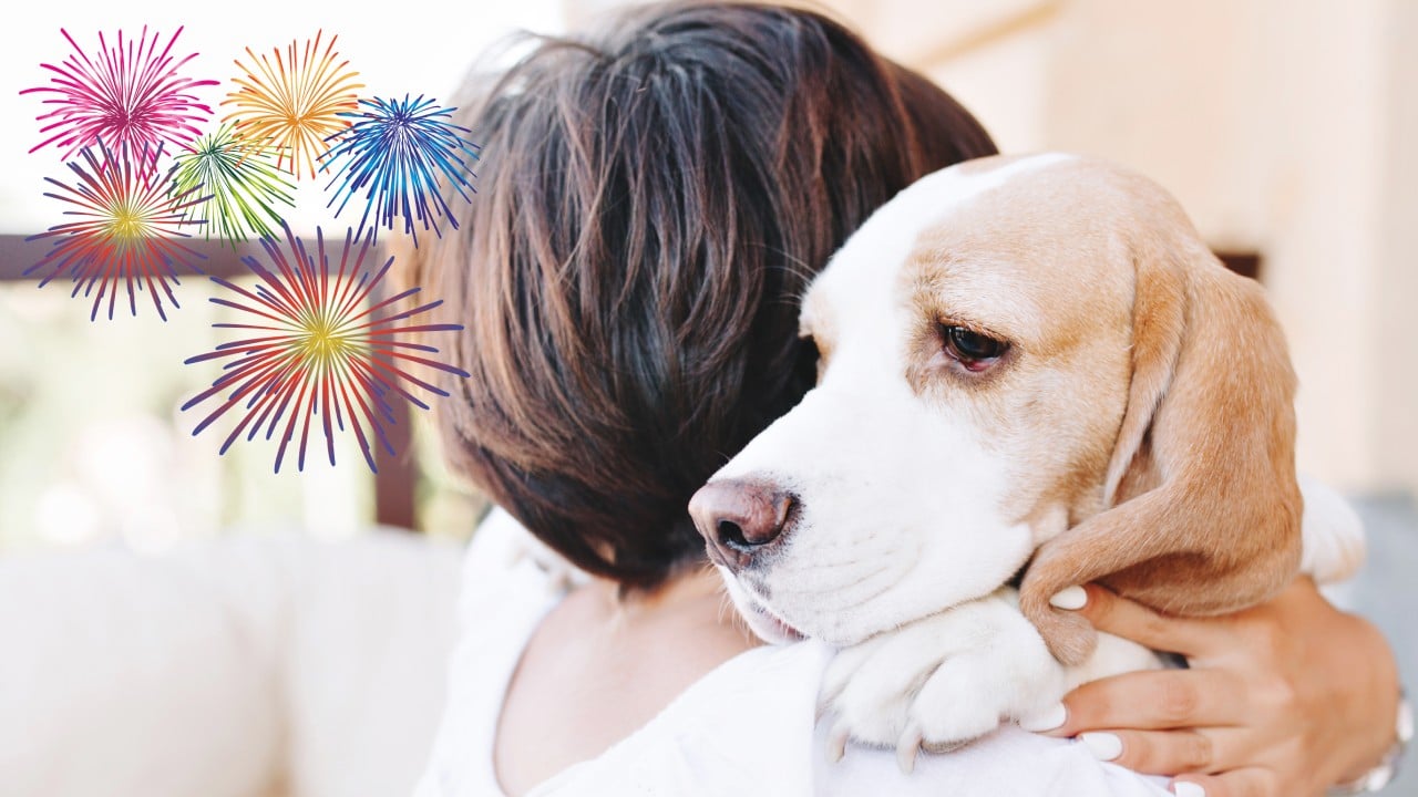 Cómo calmar a los perros por los cohetes