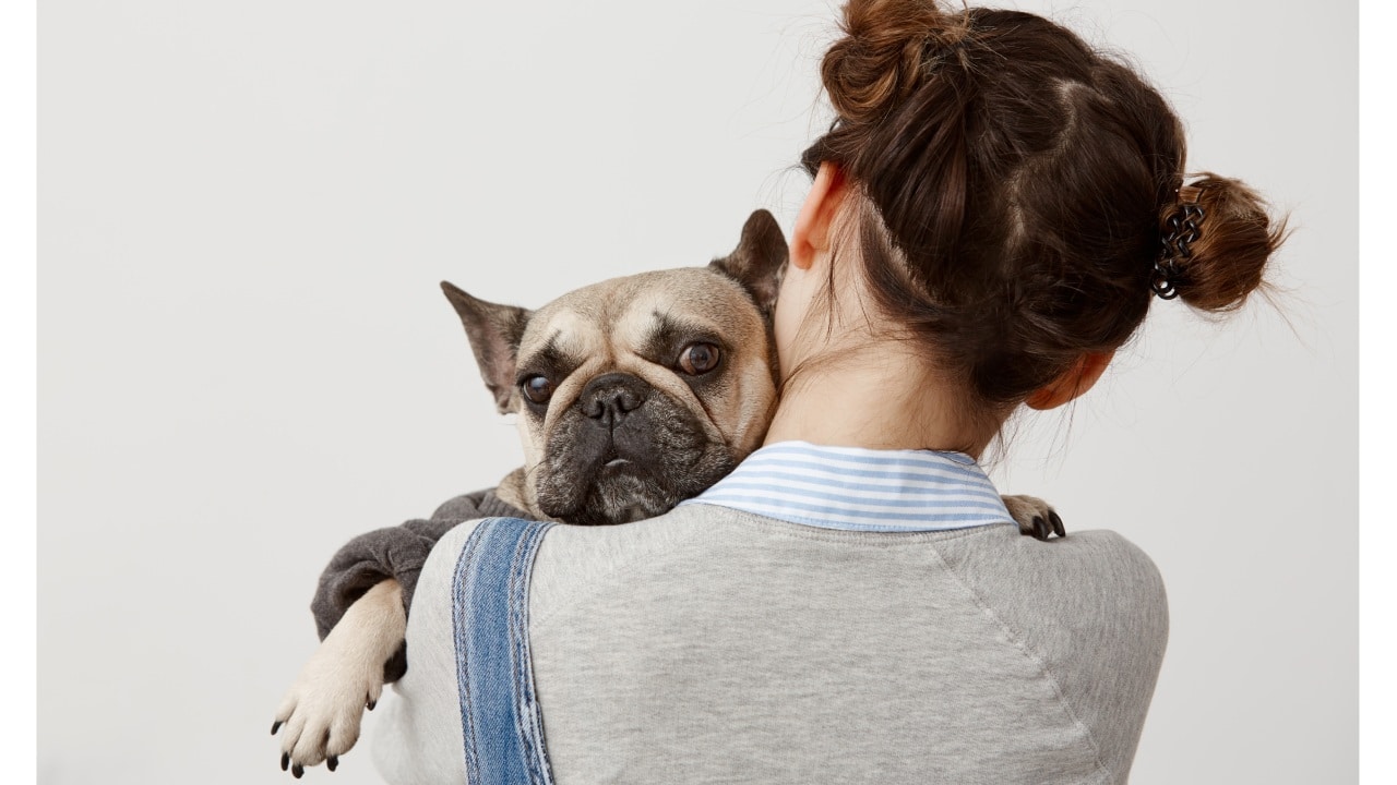 Cómo calmar a los perros por los cohetes