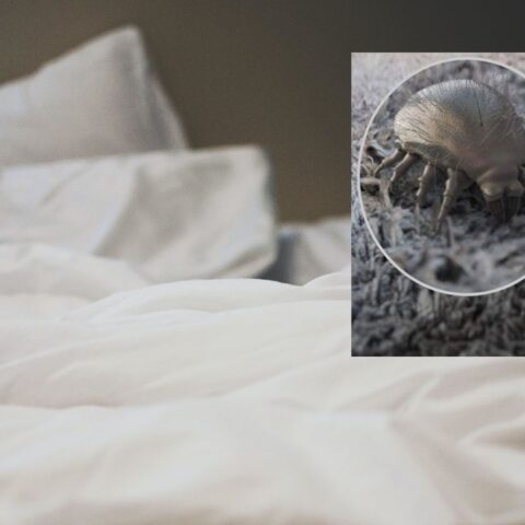 como eliminar acaros colchon