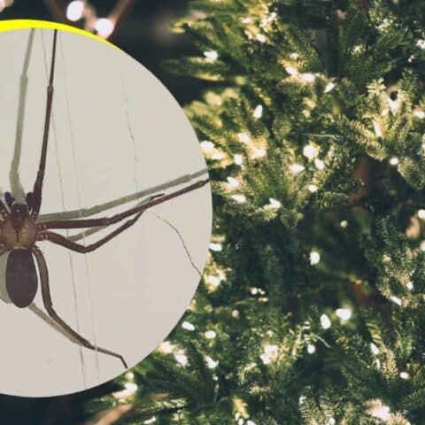 Eliminar plagas de tu árbol de Navidad