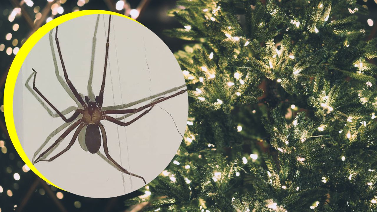 Eliminar plagas de tu árbol de Navidad