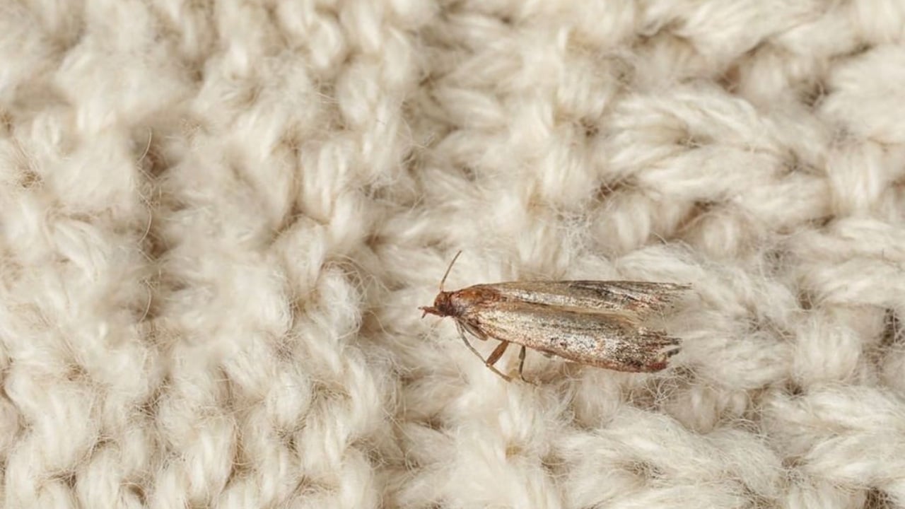 Cómo eliminar polillas de la ropa