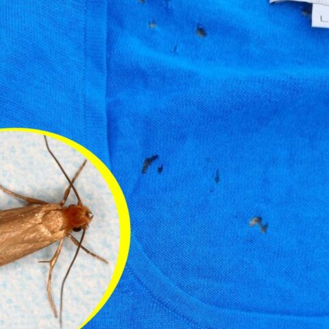 Cómo eliminar polillas de la ropa