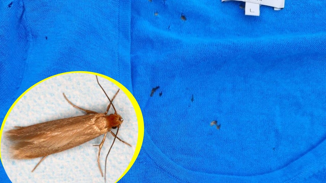 Cómo eliminar polillas de la ropa