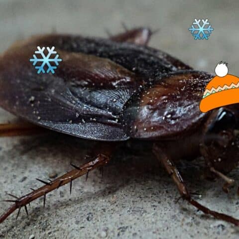 Ebitar que las cucarachas se escondan en tu casa